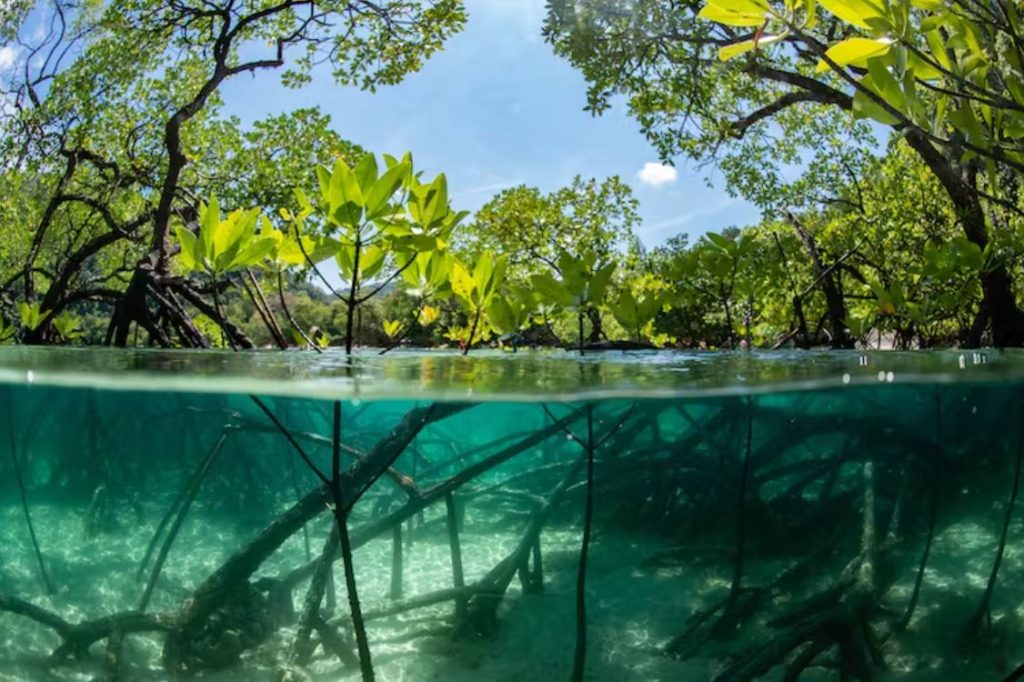 If we protect mangroves, we protect our fisheries, our towns and ourselves