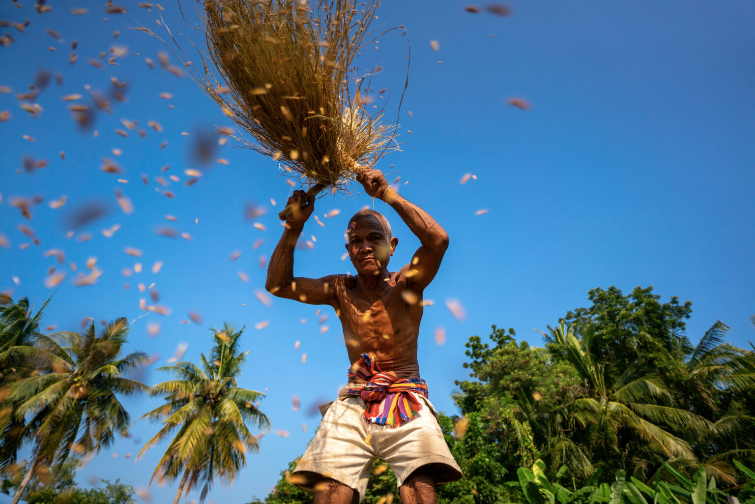 farmer threshing rice,Farmer manual harvest rice,countryside,Vietnam,