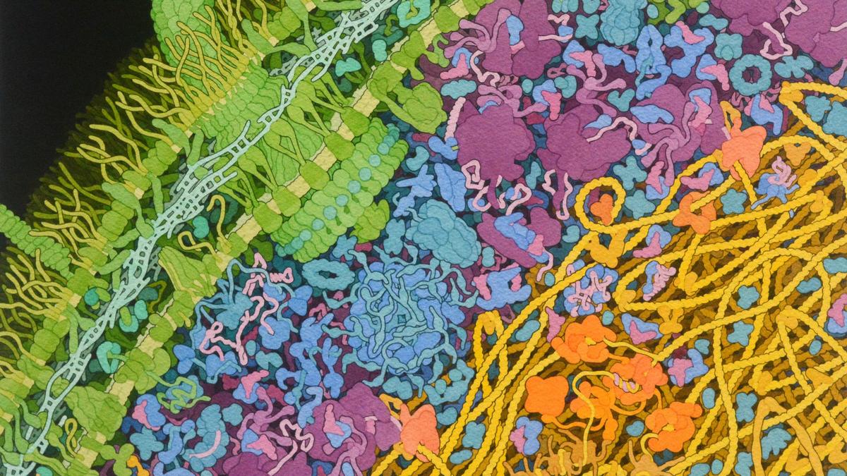 Escherichia-coli-bacterium1