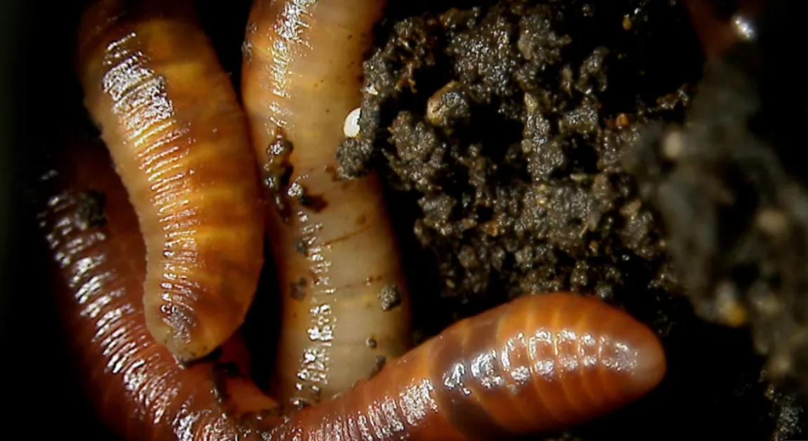 earthworm