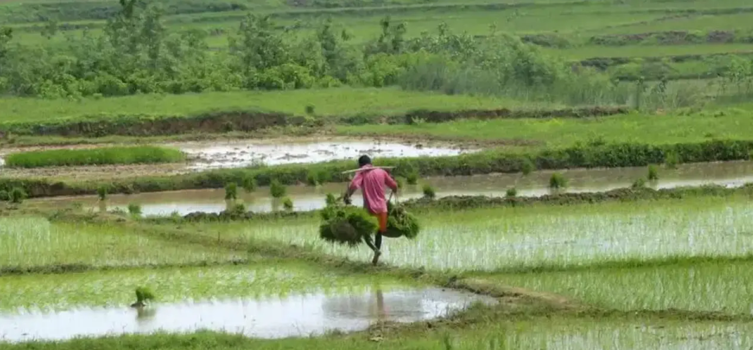farmer
